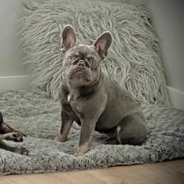 Lyric - French Bulldog