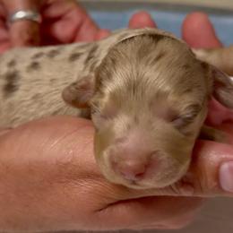 COTTONTAIL - Dapple female Dachshund puppy in Vero Beach, Florida from Joseph’s Dachshunds