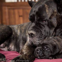 Cane Corso Puppies from Serafina Cane Corso