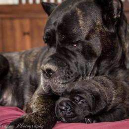 Cane Corso Puppies from Serafina Cane Corso