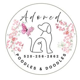 Aurora - Red  female Goldendoodle puppy in Tucson, Arizona from Adored Poodle & Doodles