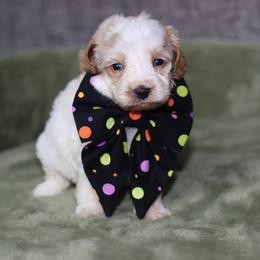 Amelia Bedelia - Caramel cream female Australian Labradoodle puppy in Calhoun, Louisiana from Arrowhead Australian Labradoodles