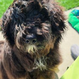 Brew - Phantom male Bernedoodle puppy in Buffalo, Illinois from Pear Tree Pups