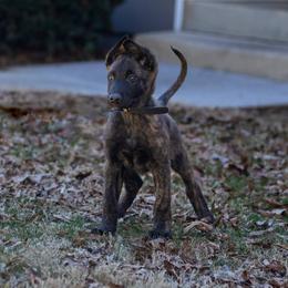 Dutch Shepherd Puppies from Oak Creek K9