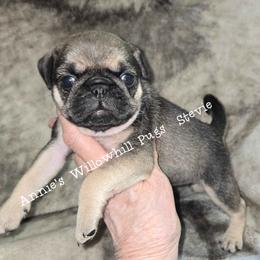 Stevie - Fawn female Pug puppy in Janesville, Wisconsin from Annie's Willow Hill Pugs