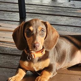 Amos - Dachshund