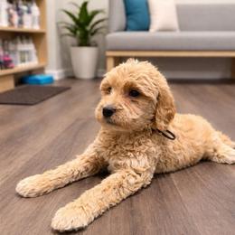 Vaughn - Apricot male Goldendoodle puppy in Houston, Texas from Were The Mack'Doodles