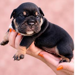 Tally - Black tri-color female Bulldog puppy in Seattle, Washington from mama Myra bulldogs