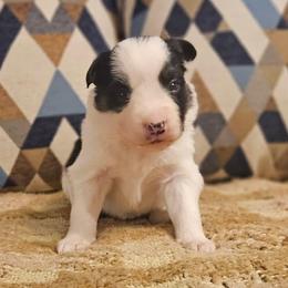 Sage - Tri-color female Border Collie puppy in Dewey, Arizona from Fásach Stockdogs