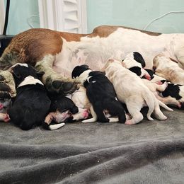 Girl 2 - Black brown and white female Basset Hound puppy in Greenleaf, Idaho from Happy Acre Bassets