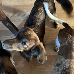 Sami - Dachshund