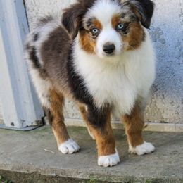 Miniature Australian Shepherd and Toy Australian Shepherd Puppies from Blue Springs Aussies