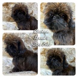 Cupid - Red male Shih Tzu puppy in Maize, Kansas from Air Capital Shih Tzu Puppies