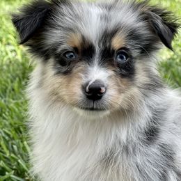 Australian Shepherd, Miniature American Shepherd, Miniature Australian Shepherd, and Toy Australian Shepherd Puppies from Painted Blue Aussies