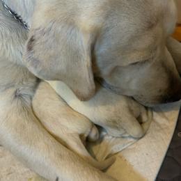 Kabetogama - first pick female Emily Kist - Yellow female Labrador Retriever puppy in Isanti, Minnesota from Four Corners Family Labs