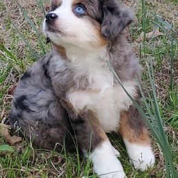 Australian Shepherd, Miniature Australian Shepherd, and Toy Australian Shepherd Puppies from Rumour Has It Aussies