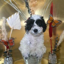 Dex - Black and white male Cockapoo puppy in Griffin, Georgia from Rawls Lovely Little Tots