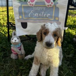 Blue collar - Parti male Poodle puppy in Port Saint Lucie, Florida from Abbott Standard Poodles
