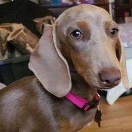 Dachshund puppies from Owl Hollow Farm Miniature Dachshunds