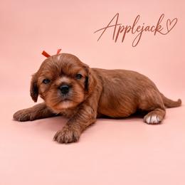 Applejack - Ruby male Cavalier King Charles Spaniel puppy in Mayo, Florida from Kingston’s Cavaliers