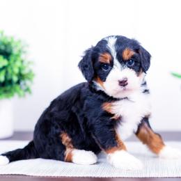 Girl 6 - female Bernedoodle puppy in Arthur, Illinois from Central Illinois Bernedoodles