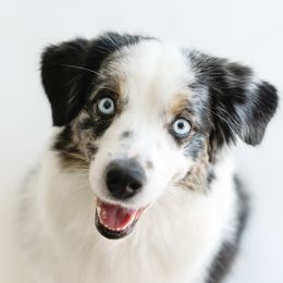 Blue Belle - Miniature American Shepherd