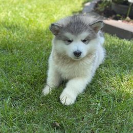 Girl 7 - Gray and white female Alaskan Malamute puppy in Ramsey, Minnesota from Windchaser Kennels