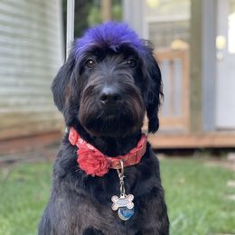 Faith - Labradoodle