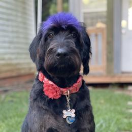 Faith - Labradoodle