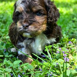M and M ( Choco Merle) - Merle male Cockapoo puppy in Dayton, Ohio from BATDOGSNDOODLES