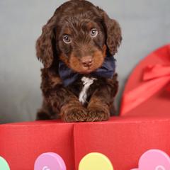 Merced - male Golden Mountain Doodle puppy in Murray, Utah from Good Looking Dogs