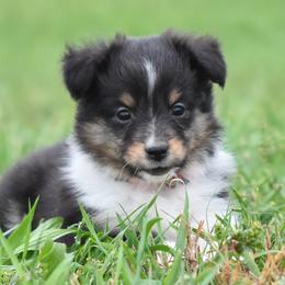 Reese - Black white and tan female Shetland Sheepdog puppy in Wolcott, Indiana from Southside Shelties