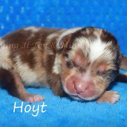 Hoyt - Red merle male Miniature American Shepherd puppy in Godley, Texas from Flying H Toy and Mini Aussies