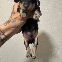 Male 2 - Black and cream male Dachshund puppy in Rio, Wisconsin from 3k Corgis and Miniature Dachshunds
