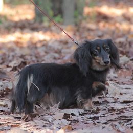 Daisy - Dachshund
