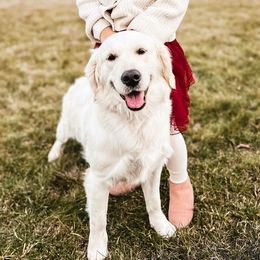 Dixie - Golden Retriever