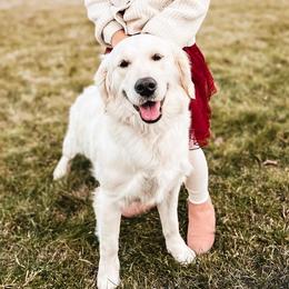 Dixie - Golden Retriever