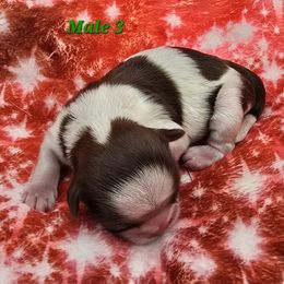 Red and White Boy - Red and white male Shih Tzu puppy in Tenino, Washington from Dolled Up Pup