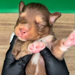 Jasmine3Boy3- RTM,LONG tail, blue eyes likely, CHIC-OFA-DNA-AKC Titled Parents - Red tri-color male Australian Shepherd puppy in South Hill, Virginia from Silverside Aussies LLC