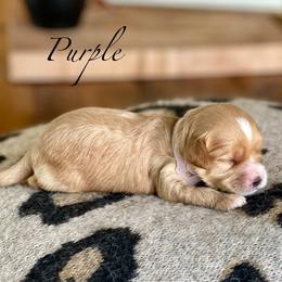 Purple - Apricot female Cavapoo puppy in Coal City, Indiana from Wednesday & Co