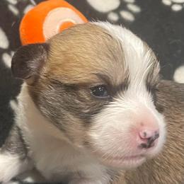 Sam - Sable male Pembroke Welsh Corgi puppy in Adairsville, Georgia from R&R Corgis