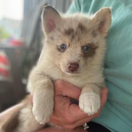 Lincoln - Merle male Pomsky puppy in Doon, Iowa from Luxury Pomsky