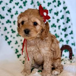 Colette - Buff and white female Cockapoo puppy in Preston, Idaho from Shaffer Top Notch Puppies