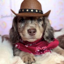 Alan - Dapple male Dachshund puppy in Chandler, Arizona from Vonaducci Doxies, LLC.