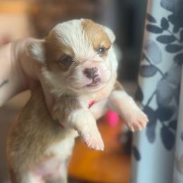 Opal - Fawn and white female American Corgi puppy in East Oakdale, California from Rhettro Kennels