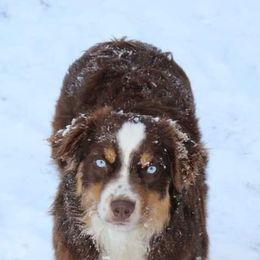 Miniature Australian Shepherds from Missouri's Saucey Aussies