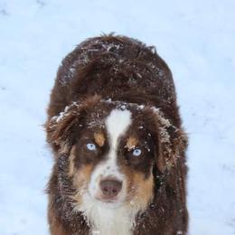 Miniature Australian Shepherds from Missouri's Saucey Aussies