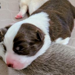 Wrangler - White and red male Border Collie puppy in Ashford, Alabama from Double4farms