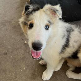 Skittles - White blue merle and tan male Shetland Sheepdog puppy in Kerville, Texas from Cedar Hill Kennels