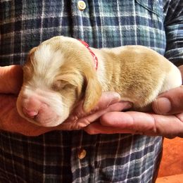 Red collar male - Red and white male Basset Hound puppy in Trade, Tennessee from TN Miniature Dachshunds & Basset Hounds